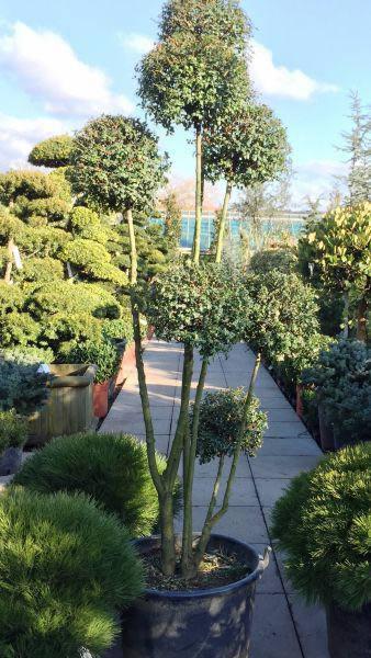 Italian Privet Pom Pom topiary to buy online UK delivery