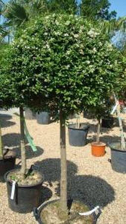 Ligustrum Half Standard in Flower, Topiary for Sale online. 