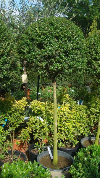 Ligustrum Half Standard Topiary Tree, London UK - from Paramount, specialist London garden centre and online shop, UK
