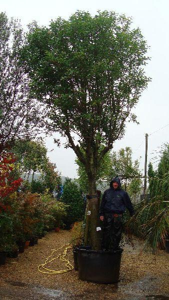 Ligustrum Japonicum Full Standard Mature Trees buy online UK Delivery