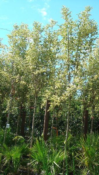 Ligustrum Variegated Full Standard Trees.  Trees for Screening.  