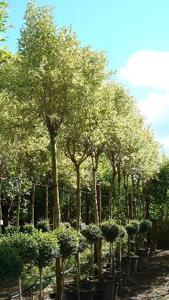 Ligustrum Variegated Full Standard Trees.  Trees for Screening.  