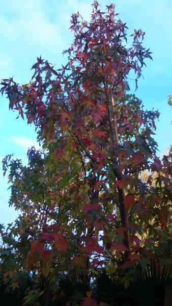 Specimen American Sweetgum Tree or Liquidamber Styraciflua for sale at Paramount Plants, Specimen tree specialist nursery and online shop, UK.