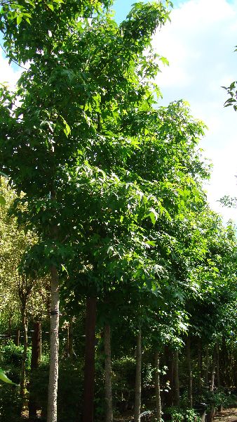Liquidamber Styraciflua Trees, Summer Foliage, Trees for Sale UK