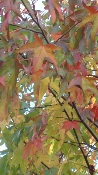 American Sweetgum Tree or Liquidamber Styraciflua. Specimen trees available to buy online. Uk deliveries. 