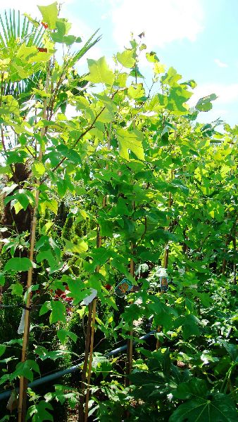 Liriodendron Tulipifera, Tulip Trees for sale online with UK delivery