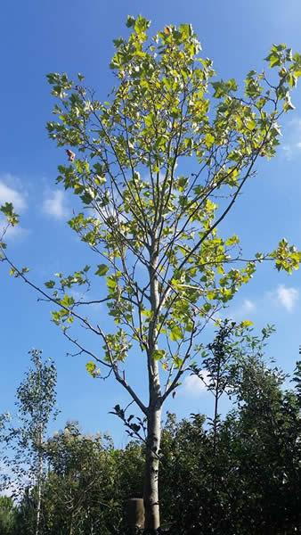 London plane trees, mature specimens for sale UK