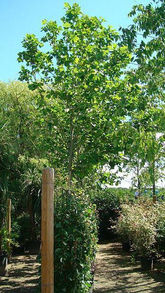 London Plane Tree, Trees, London UK. Our specimen trees are for sale in London at our garden centre and online with nationwide delivery UK
