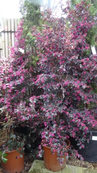 Rare, tall Loropetalum Chinense Fire Dance shrubs to buy online, UK