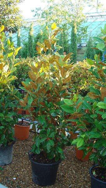 Magnolia Grandiflora Tree, 1.5m height to Buy, London and Online UK