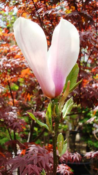 Magnolia heaven scent flowering shrub to buy online UK
