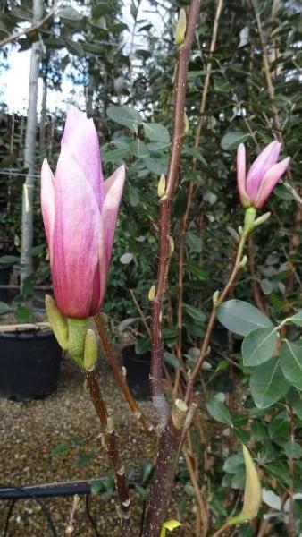 Spring flowering Magnolia Heaven Scent shrubs for sale online with UK delivery.