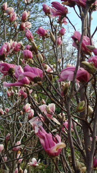 Magnolia Liliflora Susan just about to burst into bloom