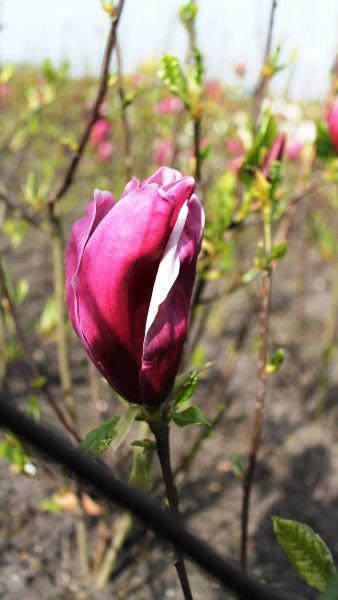 Beautiful Magnolia Lilliflora Nigra buds in Springtime, for sale online UK