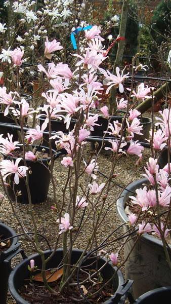 Magnolia Loebneri Leonard Messel - buy online UK delivery