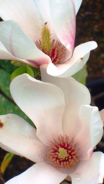 Magnolia Soulangeana, Flowering Magnolias, for sale in our London garden centre and online UK wide. 