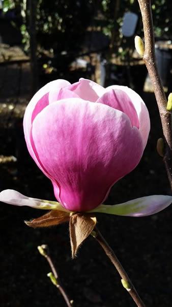 Magnolia Soulangeana Lennei in bloom, for sale online at our London plant centre UK