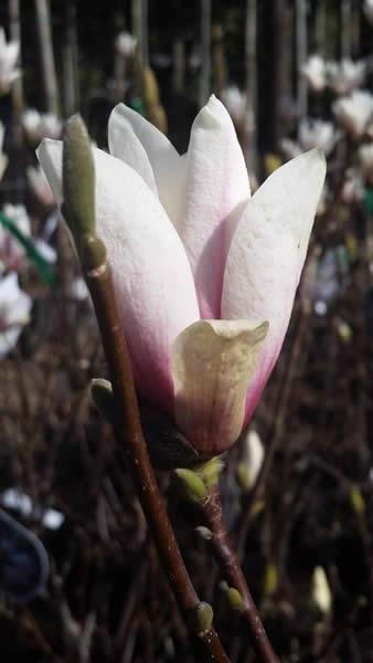 Magnolia Soulangeana Superba trees for sale online UK