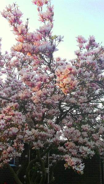 Magnolia Soulangeana in full bloom, London garden centre