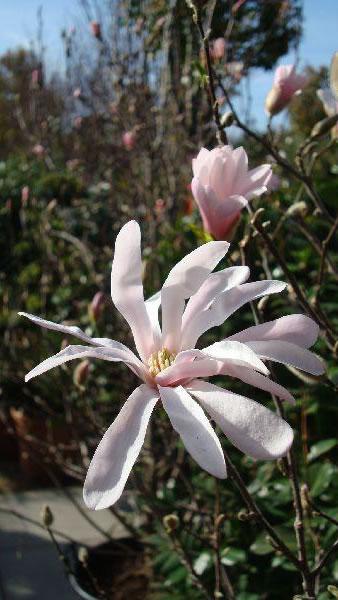 Magnolia Flowering Shrubs for sale with UK delivery. 