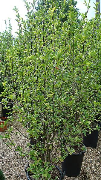 Magnolia Stellata Flower, London Garden Centre offering UK wide online.