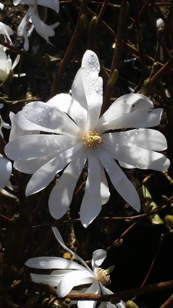 Beautiful white flowering Star Magnolia Stellata for sale at our London plant centre UK