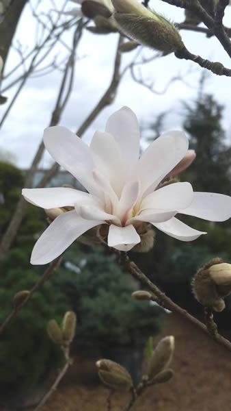 Magnolia Stellata - the Star Magnolia - blooms in Spring buy online UK