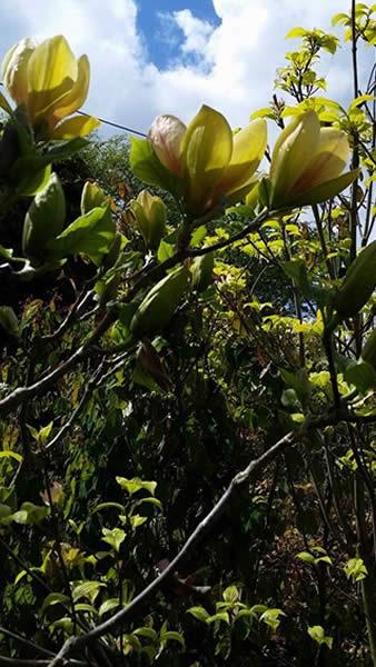 Magnolia Sunsation for sale at our North London garden centre, buy online UK delivery.