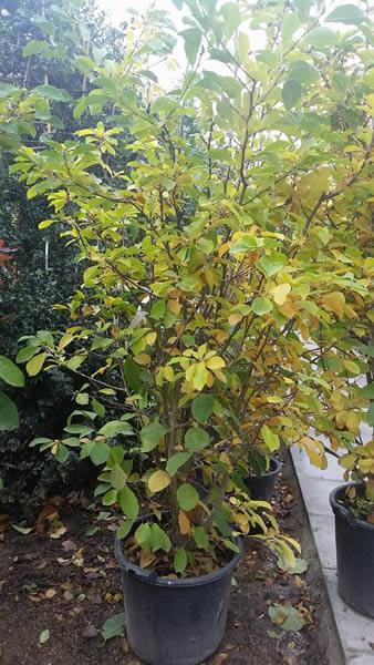 Magnolia X Loebneri Merrill tree displaying autumn foliage, for sale online UK 