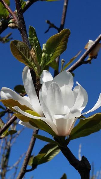 Magnolia Merrill multi-stemmed shrub for sale online UK