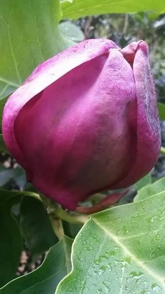 Magnolia Soulangeana Lennei showing 2nd flowering in Autumn at our London plant centre