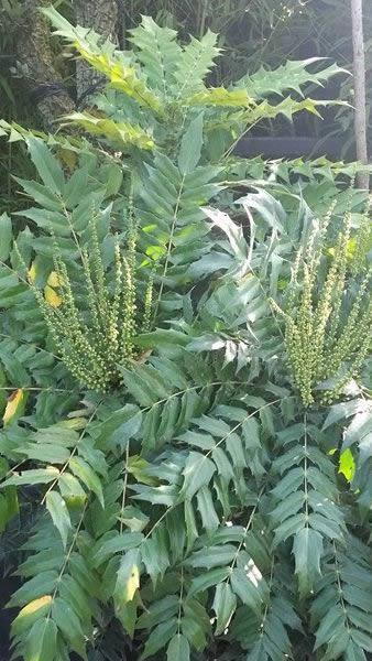 Mahonia buds getting ready for winter flowering, buy online UK