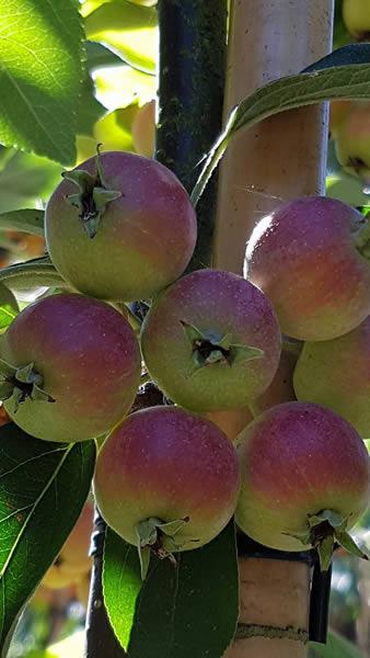 Crab apples ripening in Autumn, this variety is Malus Red Sentinel, buy online UK delivery