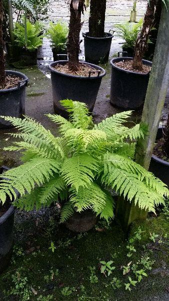 Matteuccia Struthiopteris Ferns for sale online, London fern nursery, UK