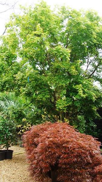 Buy Mature Acer Palmatum Trees from our London Japanese Maple Centre, UK delivery.