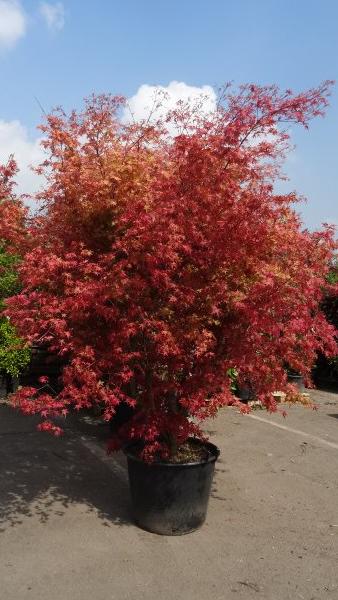 Mature Acers for Sale UK