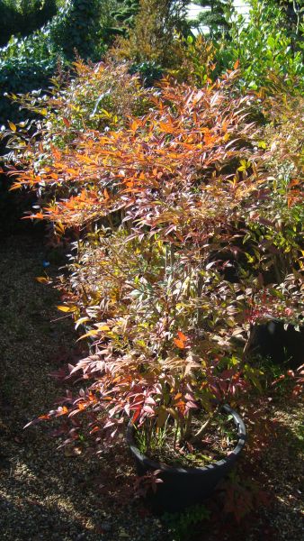 Nandina Domestica Shrub, Autumn Foliage, buy UK