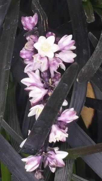 Flowering Black Grass for sale at our London plant centre, buy online UK delivery