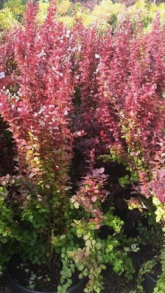 Berberis Thunbergii Orange Rocket buy online London garden centre UK