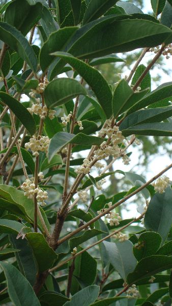 Osmanthus Fragrans Flowers, evergreen hedging and screening shrub - for sale online 