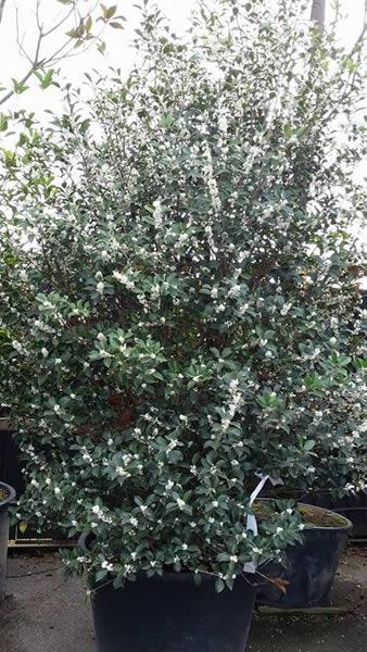 Flowering evergreen shrubs for sale, London garden centre, UK - these are Osmanthus X Fortunei Carr, evergreen hedging plants