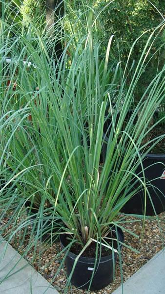 Pampas Grass for sale UK