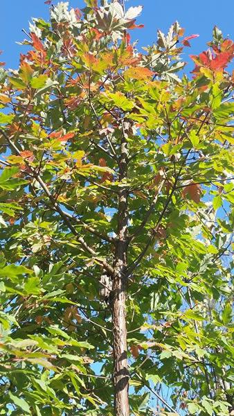 Paper Bark Maple tree for sale at our London garden centre, UK delivery.
