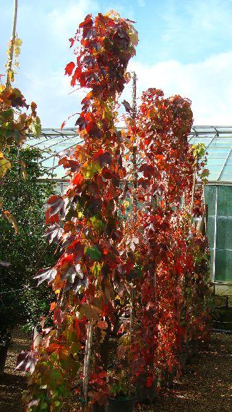 Buy Boston Ivy online from climbing plants specialist in London, UK delivery