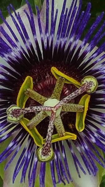 Passiflora Silly Cow flower detail, buy Passion Flower UK