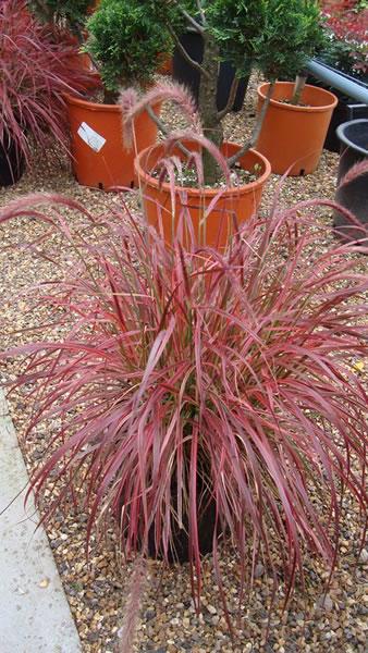 Red Fountain Grass to buy online UK