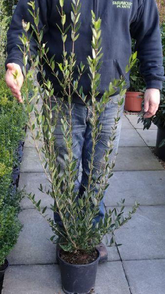 Phillyrea Angustifolia, Jasmine Box Shrubs UK