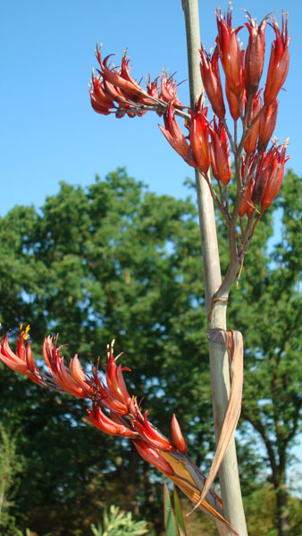 Phormium Plants - for sale online with nationwide delivery UK