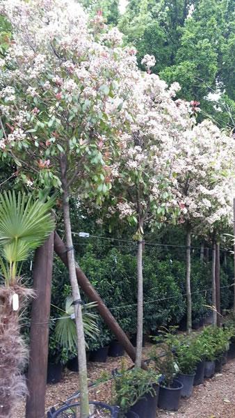 Photinia Full Standard Trees in bloom, for sale UK