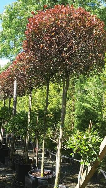 Photinia Red Robin Full Standard for sale online UK delivery